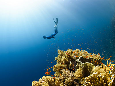 Snorkler diving near coral